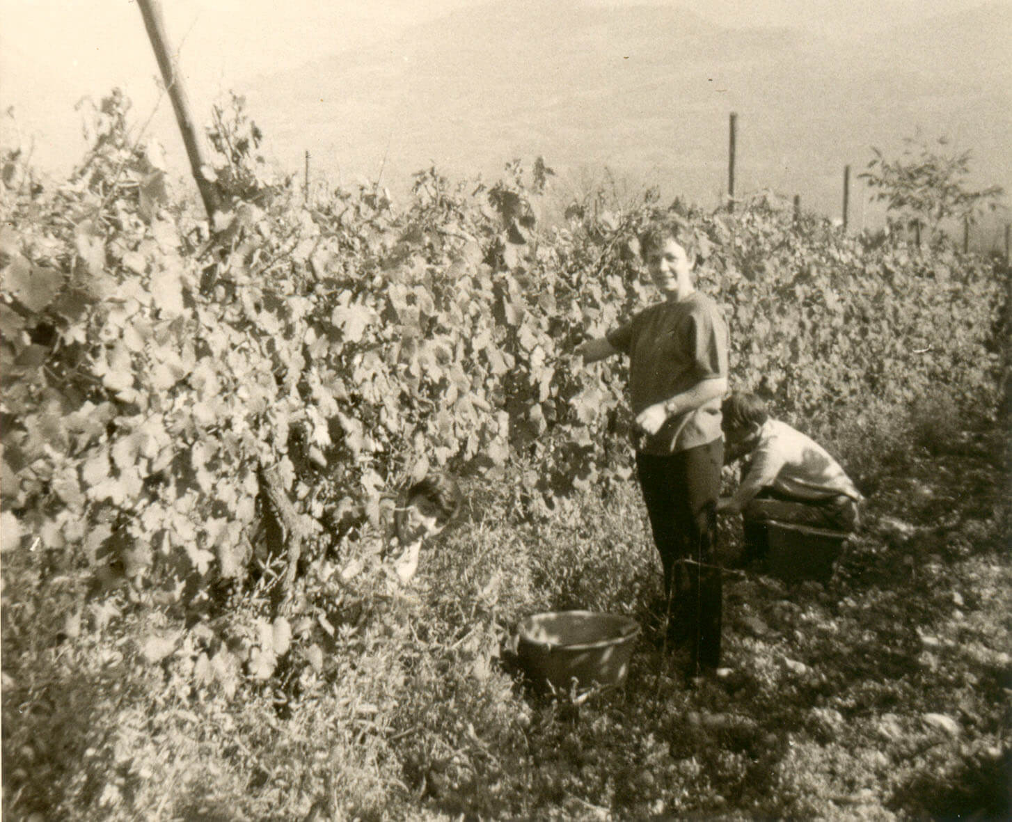 La Viticulture